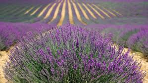 Afacerile in agricultura pot fi la fel de profitabile ca orice alte afaceri, asta daca stii in ce sa investesti la inceput si, bineinteles, te implici si stabilesti un plan de afaceri de succes. 20 De Idei De Afaceri In AgriculturÄ Sunt Cele Mai Profitabile Culturi In 2018