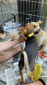 It will not only cost you less but it will also help save an innocent life. Doggie Protective Services Dps Rescue Home Facebook