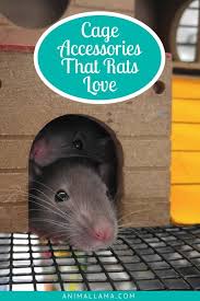 Rat Cage Accessories Decorations For A Comfortable Rat Home Animallama Rat Cage Rat Cage Accessories Pet Rats