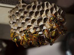 However, each nest begins with a single fertilized queen. How And When To Control Paper Wasps