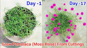 Still, if you take your cuttings from a healthy rose plant and follow the proper steps to root them, your. Easiest Way To Grow Portulaca From Cuttings Moss Rose From Cuttings 9o Clock From Cuttings Youtube