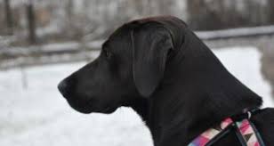 Ich habe meiner fellnase aiko ein hundebett aus einer europalette gebaut. Hundebett Selber Bauen 4 Tolle Ideen Aus Holz Hundeblog Meinhund24