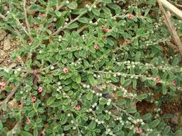 Image result for Indigofera cylindracea