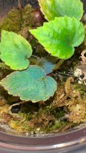 Image result for Embelia multiflora