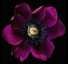 Pin By Paula Lucia On Black And Fuchsia Flowers Photography Purple Flowers Flowers Nature