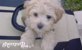 Puppy finder makes it easy by narrowing down all. Home Sherrys Maltipoos