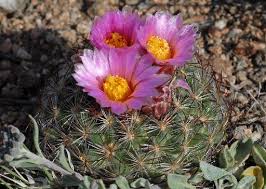 However, not all cacti can bloom, nor will all those that bloom in the same way, in fact, there are some cacti that only bloom for a couple of hours, while others can last for several weeks, and even months. May Nature Almanac Pediocactus Premiers A Prickly Parade In Boulder County Boulder Daily Camera