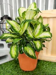 Image result for beautiful dieffenbachia