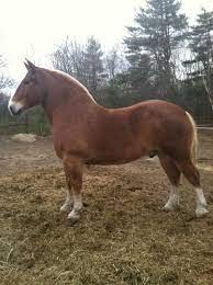 Pin By Victor Jurado On Live To Ride Ride To Live Horse Breeds Beautiful Horses Pretty Horses