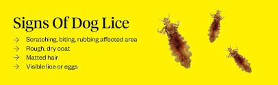 Image result for what do lice look like in dog fur