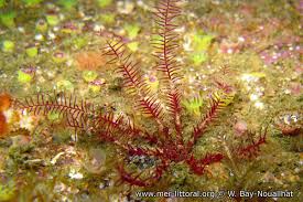 Image result for Disperis sp. nov. aff. bifida
