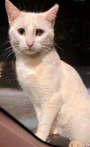 Missing kitty near Richburg area