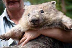 Wombat Cute Wombat Wombat Cute Animals