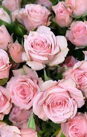 Light Pink Rose Wallpaper Pink Flowers Wallpaper Light Pink Rose Rose Wallpaper