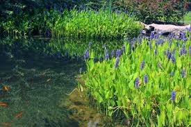 Image result for Pontederia