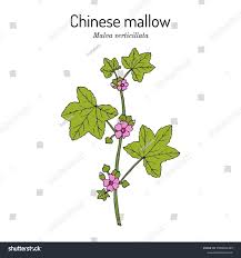 Image result for Malva verticillata