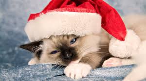 Grumpy Cat Grumpy Cat Funny Cat Wallpapers Pictures Images And Photos Christmas Cats Funny Cat Wallpaper Grumpy Cat Christmas