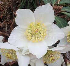 Check spelling or type a new query. Hellebore The Perfect Flower For The Cold And Winter