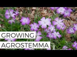 Image result for Agrostemma