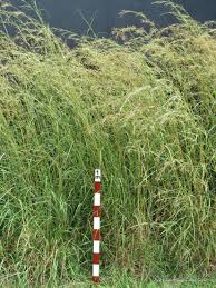 Image result for Hyparrhenia tamba