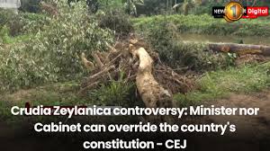 Image result for Crudia