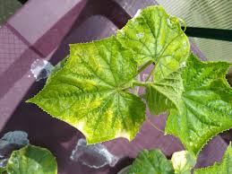 Maybe you would like to learn more about one of these? Cucumber Leaves Turning Yellow Any Advise Hydroponics