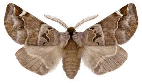 Image result for Pygaera timon