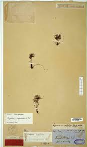 Image result for Cyperus cuspidatus