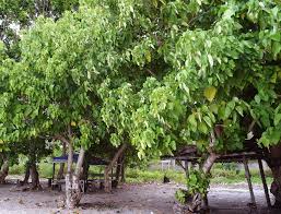 Image result for Hernandia nymphaeifolia