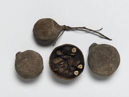 Image result for Landolphia cuneifolia