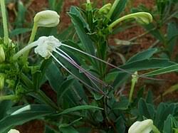 Image result for Clerodendrum ternatum