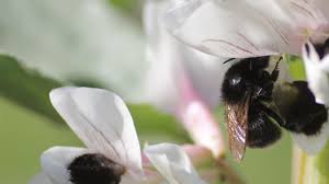 Maybe you would like to learn more about one of these? As We Breed Crops To Grow Bigger And Faster They Re Less Delicious To The Bees They Depend On