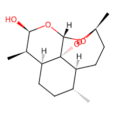 Image result for Sphaerocoryne gracilis