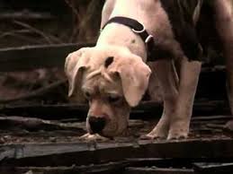 Homeward Bound The Incredible Journey Partial Ending Dog Movies The Incredibles Dog Friends