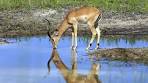 Page 2- Find Lake Mutirikwi Game Reserve, Zimbabwe Hotels ...
