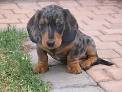 Dapple Daschund Puppy