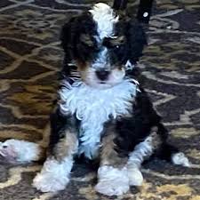 All puppies are spoken for. Colorado Miniature Bernedoodle Puppies Posts Facebook