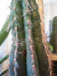 Check out our totem pole cactus selection for the very best in unique or custom, handmade pieces from our craft supplies & tools shops. Cactus Dry Rot And Identification