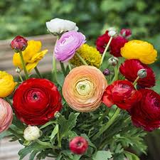 Image result for Ranunculus volkensii