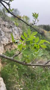 Image result for Hippobromus