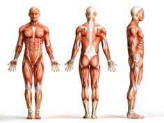 Illustrations from the textbook are superimposed on human models to help you orient individual structures within the context of the whole body. 8 Anatomical Overlays Ideas Anatomy For Artists Anatomy Art Human Figure