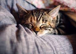 ruyada kedi gormek ne anlama gelir ruyada yavru kedi gormek nedir ruyada beyaz ve siyah kedi gormek tabiri nedir haberler