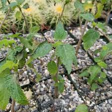 Image result for Obetia