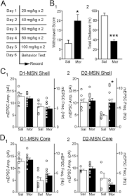 Cell Type And Region Specific Nucleus Accumbens Ampar Plasticity Associated With Morphine Reward Reinstatement And Spontaneous Withdrawal Biorxiv