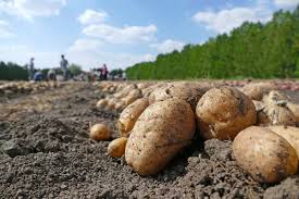 When to plant potatoes in wisconsin. How Deep To Plant Potatoes Garden Tabs