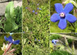 Giacinto, fiori di lupino, ipomea azzurra e plumbago. Fiori A 5 Petali Azzurri Viola O Blu Piante Erbacee Con Fiori Evidenti Comune Di Pontassieve Guida Alla Flora Spontanea