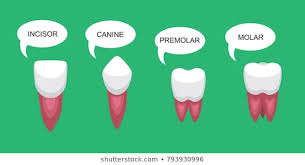 Royalty Free Canine Teeth Stock Images Photos Vectors