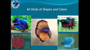 Next, make sure that your betta is energetic. How To Care For Your Betta Fish Tips To Keep Him Happy And Healthy Youtube