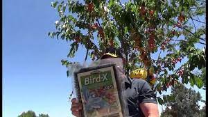 We did not find results for: How To Keep Birds Off Your Fruit Trees Youtube