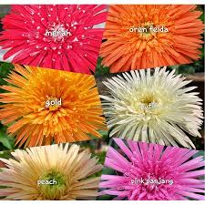 Bunga daisy merupakan bunga mungil yang mudah dijumpai di toko bunga, taman, bahkan di halaman rumah. M Sia Stock 3 Set Daisy Flower Lowland Anak Pokok Bunga Daisy Kampung